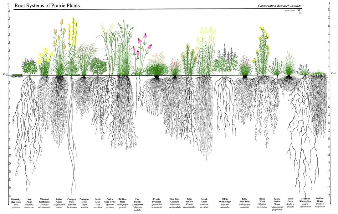 Graphic detailing the various root systems of the perennial grasses of the North American prairie ecosystem. A vertical axis marks the depth, with the longest roots reaching a full 12 inches.