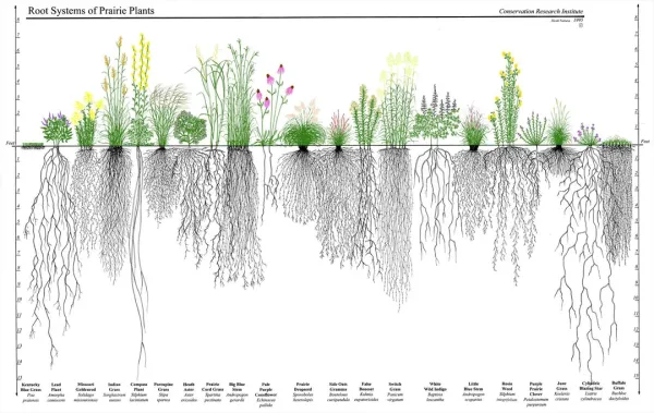 Graphic detailing the various root systems of the perennial grasses of the North American prairie ecosystem. A vertical axis marks the depth, with the longest roots reaching a full 12 inches.